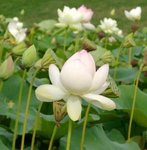 Lotus - Nelumbo nucifera