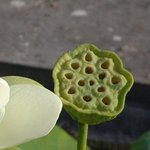 Lotus - Nelumbo nucifera