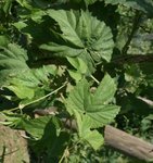 Houblon - Humulus lupulus