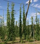 Houblon - Humulus lupulus