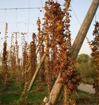 Houblon - Humulus lupulus