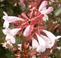 Abelia grandiflora