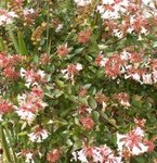 Abelia grandiflora