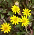 Sanvitalia procumbens