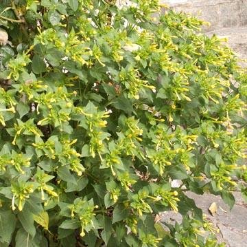 Belle De Nuit Mirabilis Jalapa