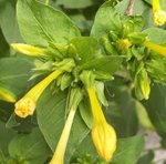 Belle de nuit - Mirabilis jalapa