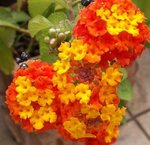 Lantana camara