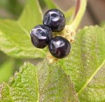 Lantana camara