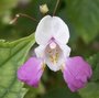 Impatiens balfouri - Balsamine