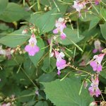 Impatiens balfouri - Balsamine