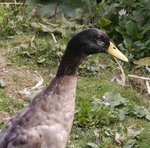 Canard coureur indien