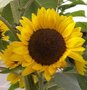 Tournesol - Soleil - Helianthus