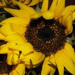 Tournesol - Soleil - Helianthus