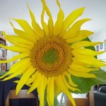 Tournesol - Soleil - Helianthus