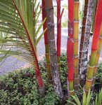 Palmier à tronc rouge - Cyrtostachys lakka
