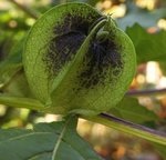 Faux coqueret - Nicandra physalodes