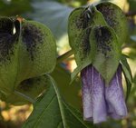 Faux coqueret - Nicandra physalodes