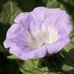 Faux coqueret - Nicandra physalodes