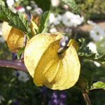 Faux coqueret - Nicandra physalodes