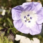 Faux coqueret - Nicandra physalodes