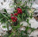 Salsepareille - Smilax