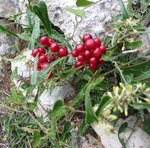 Salsepareille - Smilax