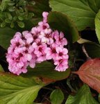 Bergenia cordifolia - Plante des savetiers