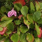 Bergenia cordifolia - Plante des savetiers