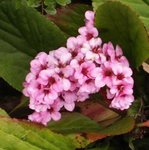 Bergenia cordifolia - Plante des savetiers