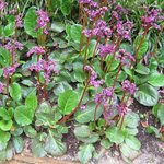 Bergenia cordifolia - Plante des savetiers
