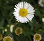 Vergerette - Erigeron karvinskianus