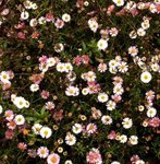 Vergerette - Erigeron karvinskianus