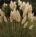 Herbe de la pampa - Plumet - Cortaderia - Gynerium