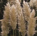 Herbe de la pampa - Plumet - Cortaderia - Gynerium