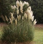 Herbe de la pampa - Plumet - Cortaderia - Gynerium