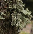 Lichen et mousse