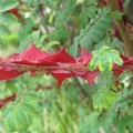 Rosier épineux - Rosa sericea 'Pteracantha'