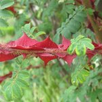 Rosier épineux - Rosa sericea 'Pteracantha'