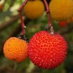 Arbousier - Arbutus unedo - Arbre aux fraises