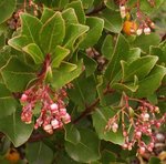 Arbousier - Arbutus unedo - Arbre aux fraises