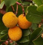 Arbousier - Arbutus unedo - Arbre aux fraises