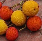 Arbousier - Arbutus unedo - Arbre aux fraises