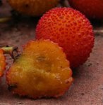 Arbousier - Arbutus unedo - Arbre aux fraises