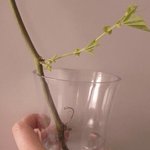 Passiflora caerulea - Fleur de la Passion