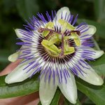 Passiflora caerulea - Fleur de la Passion