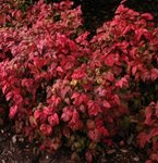 Nandina domestica - Bambou sacré