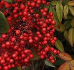 Nandina domestica - Bambou sacré