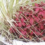 Nandina domestica - Bambou sacré