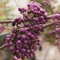 Callicarpa