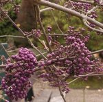 Callicarpa